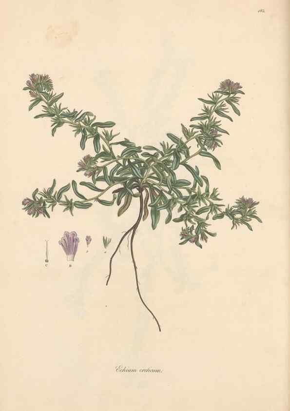 Reproducción/Reproduction 49556388703: Flora Graeca, sive, Plantarum rariorum historia, quas in provinciis aut insulis Graeciae /. Londini :Typis Richardi Taylor et socii, in Vico Shoe-Lane :MDCCCVI-MDCCCXL [1806-1840].. 