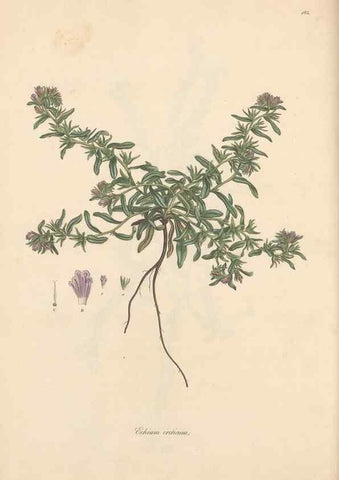 Reproducción/Reproduction 49556388703: Flora Graeca, sive, Plantarum rariorum historia, quas in provinciis aut insulis Graeciae /. Londini :Typis Richardi Taylor et socii, in Vico Shoe-Lane :MDCCCVI-MDCCCXL [1806-1840].. 