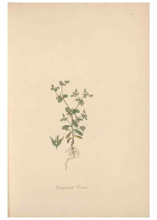 Reproducción/Reproduction 49556696953: Flora Graeca, sive, Plantarum rariorum historia, quas in provinciis aut insulis Graeciae /. Londini :Typis Richardi Taylor et socii, in Vico Shoe-Lane :MDCCCVI-MDCCCXL [1806-1840].. 