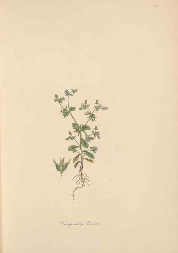 Reproducción/Reproduction 49556696953: Flora Graeca, sive, Plantarum rariorum historia, quas in provinciis aut insulis Graeciae /. Londini :Typis Richardi Taylor et socii, in Vico Shoe-Lane :MDCCCVI-MDCCCXL [1806-1840].. 