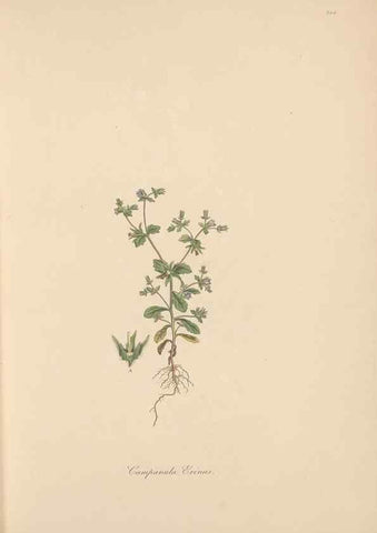 Reproducción/Reproduction 49556696953: Flora Graeca, sive, Plantarum rariorum historia, quas in provinciis aut insulis Graeciae /. Londini :Typis Richardi Taylor et socii, in Vico Shoe-Lane :MDCCCVI-MDCCCXL [1806-1840].. 