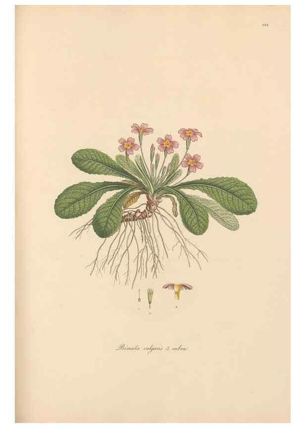 Reproducción/Reproduction 49557122567: Flora Graeca, sive, Plantarum rariorum historia, quas in provinciis aut insulis Graeciae /. Londini :Typis Richardi Taylor et socii, in Vico Shoe-Lane :MDCCCVI-MDCCCXL [1806-1840].. 