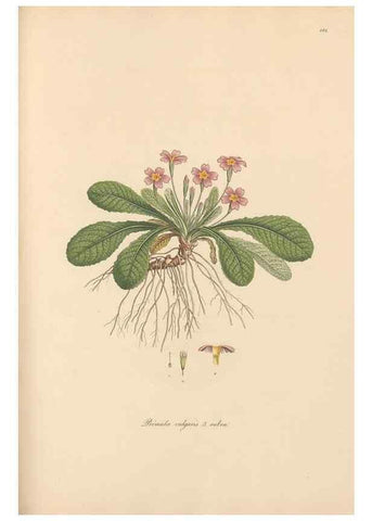 Reproducción/Reproduction 49557122567: Flora Graeca, sive, Plantarum rariorum historia, quas in provinciis aut insulis Graeciae /. Londini :Typis Richardi Taylor et socii, in Vico Shoe-Lane :MDCCCVI-MDCCCXL [1806-1840].. 