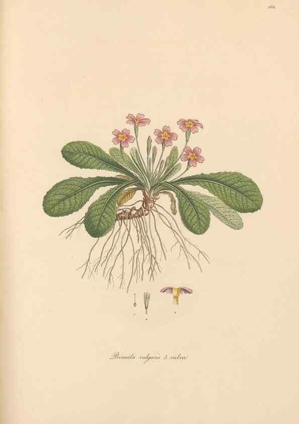 Reproducción/Reproduction 49557122567: Flora Graeca, sive, Plantarum rariorum historia, quas in provinciis aut insulis Graeciae /. Londini :Typis Richardi Taylor et socii, in Vico Shoe-Lane :MDCCCVI-MDCCCXL [1806-1840].. 