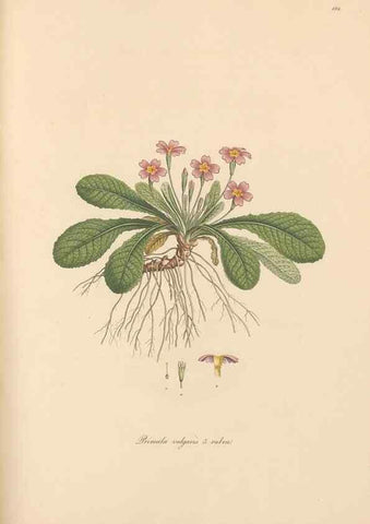 Reproducción/Reproduction 49557122567: Flora Graeca, sive, Plantarum rariorum historia, quas in provinciis aut insulis Graeciae /. Londini :Typis Richardi Taylor et socii, in Vico Shoe-Lane :MDCCCVI-MDCCCXL [1806-1840].. 