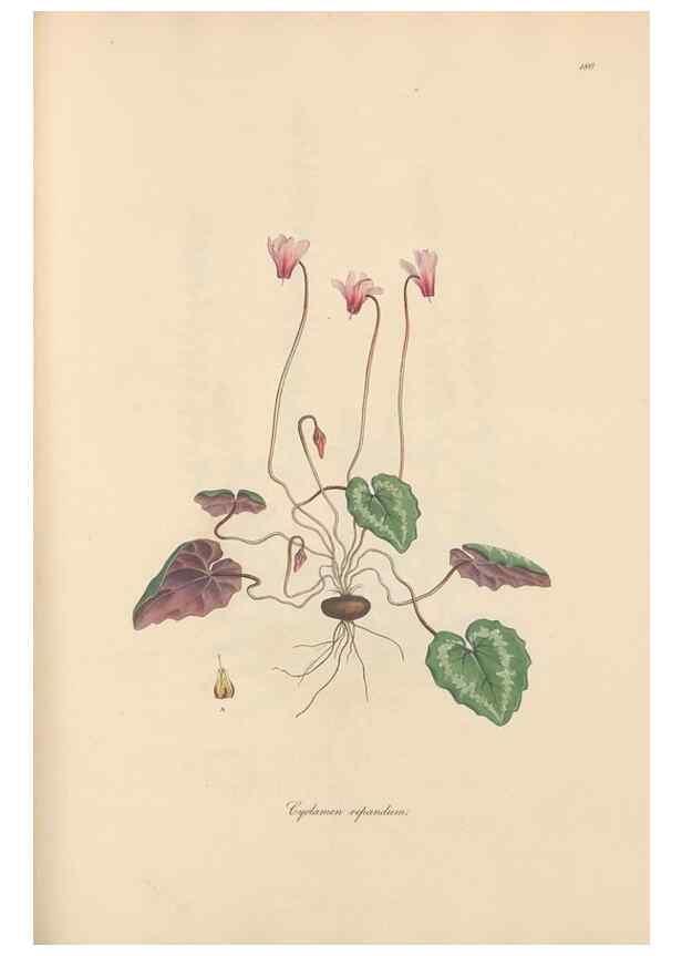 Reproducción/Reproduction 49556887711: Flora Graeca, sive, Plantarum rariorum historia, quas in provinciis aut insulis Graeciae /. Londini :Typis Richardi Taylor et socii, in Vico Shoe-Lane :MDCCCVI-MDCCCXL [1806-1840].. 