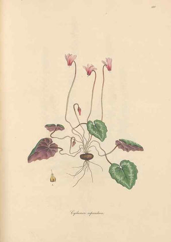 Reproducción/Reproduction 49556887711: Flora Graeca, sive, Plantarum rariorum historia, quas in provinciis aut insulis Graeciae /. Londini :Typis Richardi Taylor et socii, in Vico Shoe-Lane :MDCCCVI-MDCCCXL [1806-1840].. 
