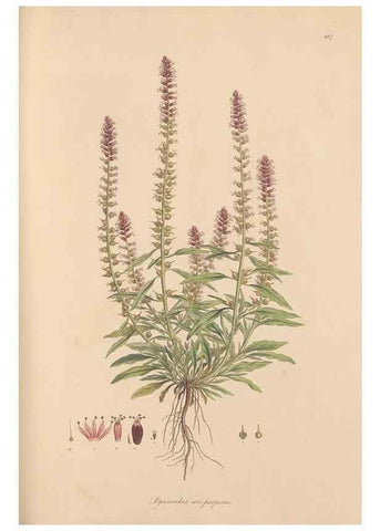 Reproducción/Reproduction 49556888111: Flora Graeca, sive, Plantarum rariorum historia, quas in provinciis aut insulis Graeciae /. Londini :Typis Richardi Taylor et socii, in Vico Shoe-Lane :MDCCCVI-MDCCCXL [1806-1840].. 