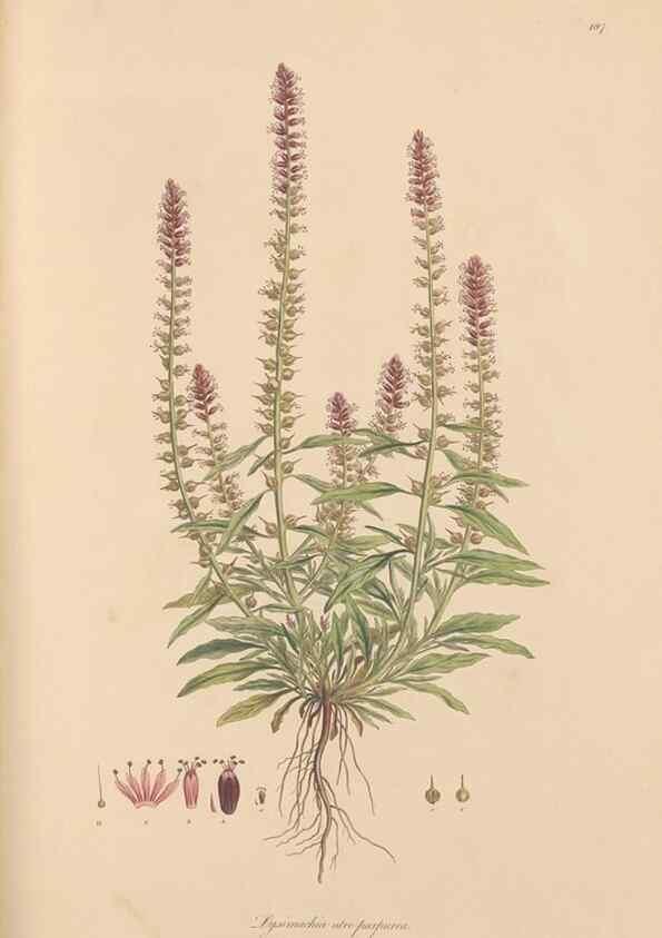 Reproducción/Reproduction 49556888111: Flora Graeca, sive, Plantarum rariorum historia, quas in provinciis aut insulis Graeciae /. Londini :Typis Richardi Taylor et socii, in Vico Shoe-Lane :MDCCCVI-MDCCCXL [1806-1840].. 
