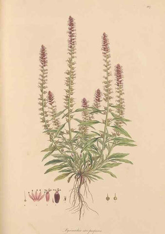 Reproducción/Reproduction 49556888111: Flora Graeca, sive, Plantarum rariorum historia, quas in provinciis aut insulis Graeciae /. Londini :Typis Richardi Taylor et socii, in Vico Shoe-Lane :MDCCCVI-MDCCCXL [1806-1840].. 
