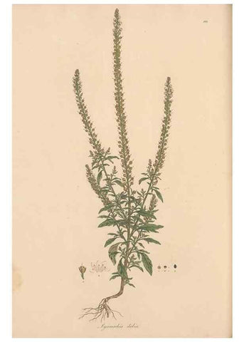 Reproducción/Reproduction 49556888446: Flora Graeca, sive, Plantarum rariorum historia, quas in provinciis aut insulis Graeciae /. Londini :Typis Richardi Taylor et socii, in Vico Shoe-Lane :MDCCCVI-MDCCCXL [1806-1840].. 