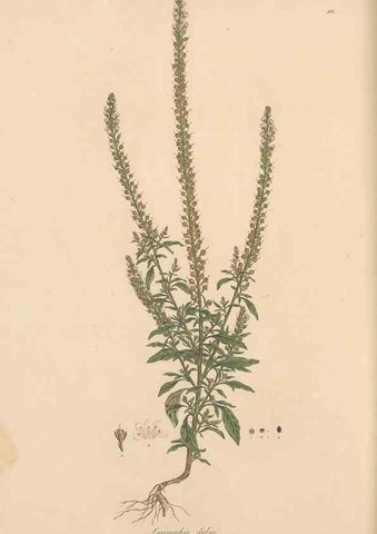 Reproducción/Reproduction 49556888446: Flora Graeca, sive, Plantarum rariorum historia, quas in provinciis aut insulis Graeciae /. Londini :Typis Richardi Taylor et socii, in Vico Shoe-Lane :MDCCCVI-MDCCCXL [1806-1840].. 