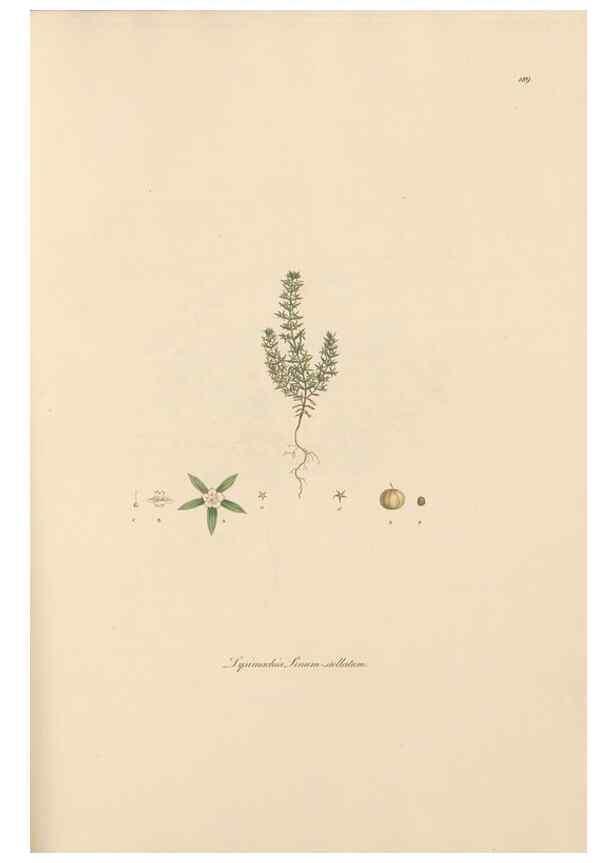 Reproducción/Reproduction 49556390963: Flora Graeca, sive, Plantarum rariorum historia, quas in provinciis aut insulis Graeciae /. Londini :Typis Richardi Taylor et socii, in Vico Shoe-Lane :MDCCCVI-MDCCCXL [1806-1840].. 