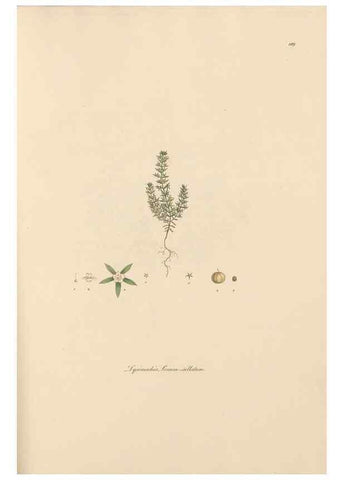 Reproducción/Reproduction 49556390963: Flora Graeca, sive, Plantarum rariorum historia, quas in provinciis aut insulis Graeciae /. Londini :Typis Richardi Taylor et socii, in Vico Shoe-Lane :MDCCCVI-MDCCCXL [1806-1840].. 