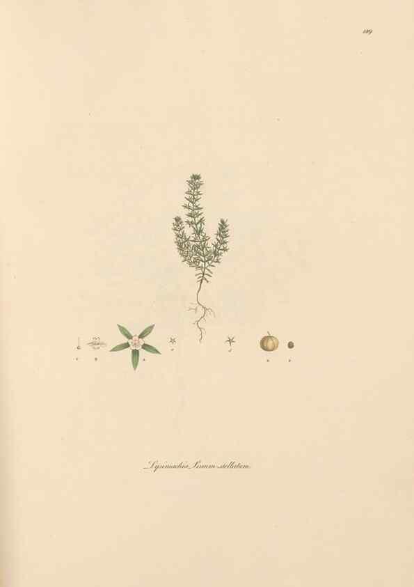 Reproducción/Reproduction 49556390963: Flora Graeca, sive, Plantarum rariorum historia, quas in provinciis aut insulis Graeciae /. Londini :Typis Richardi Taylor et socii, in Vico Shoe-Lane :MDCCCVI-MDCCCXL [1806-1840].. 