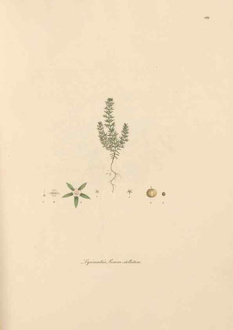 Reproducción/Reproduction 49556390963: Flora Graeca, sive, Plantarum rariorum historia, quas in provinciis aut insulis Graeciae /. Londini :Typis Richardi Taylor et socii, in Vico Shoe-Lane :MDCCCVI-MDCCCXL [1806-1840].. 