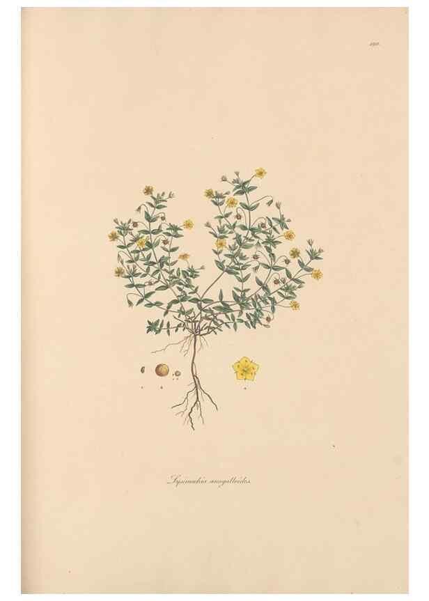 Reproducción/Reproduction 49556889261: Flora Graeca, sive, Plantarum rariorum historia, quas in provinciis aut insulis Graeciae /. Londini :Typis Richardi Taylor et socii, in Vico Shoe-Lane :MDCCCVI-MDCCCXL [1806-1840].. 