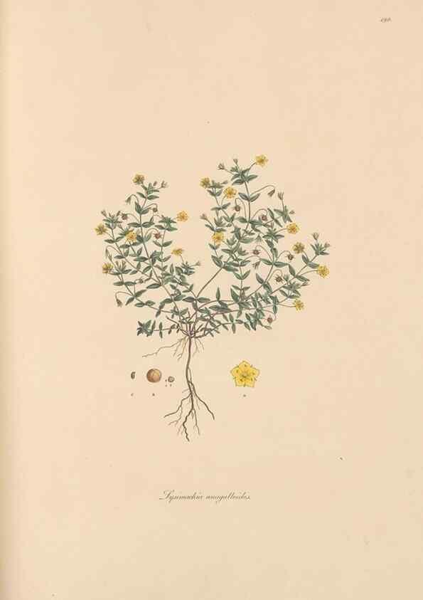 Reproducción/Reproduction 49556889261: Flora Graeca, sive, Plantarum rariorum historia, quas in provinciis aut insulis Graeciae /. Londini :Typis Richardi Taylor et socii, in Vico Shoe-Lane :MDCCCVI-MDCCCXL [1806-1840].. 