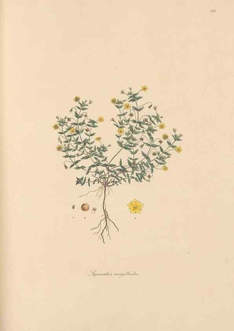 Reproducción/Reproduction 49556889261: Flora Graeca, sive, Plantarum rariorum historia, quas in provinciis aut insulis Graeciae /. Londini :Typis Richardi Taylor et socii, in Vico Shoe-Lane :MDCCCVI-MDCCCXL [1806-1840].. 
