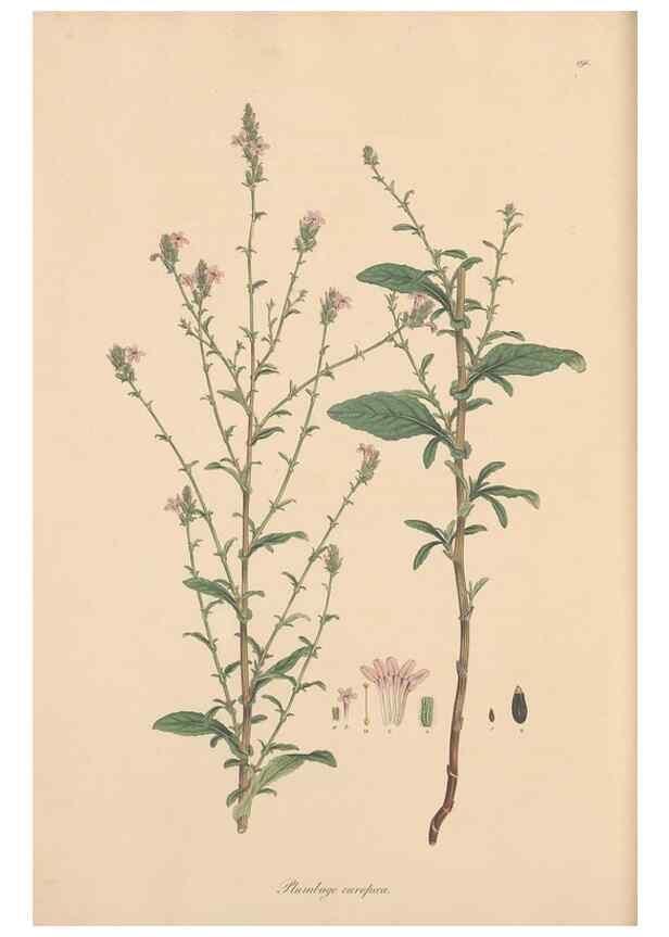 Reproducción/Reproduction 49556889706: Flora Graeca, sive, Plantarum rariorum historia, quas in provinciis aut insulis Graeciae /. Londini :Typis Richardi Taylor et socii, in Vico Shoe-Lane :MDCCCVI-MDCCCXL [1806-1840].. 