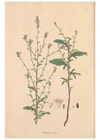 Reproducción/Reproduction 49556889706: Flora Graeca, sive, Plantarum rariorum historia, quas in provinciis aut insulis Graeciae /. Londini :Typis Richardi Taylor et socii, in Vico Shoe-Lane :MDCCCVI-MDCCCXL [1806-1840].. 