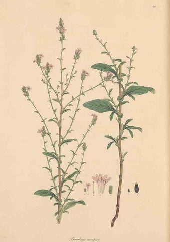 Reproducción/Reproduction 49556889706: Flora Graeca, sive, Plantarum rariorum historia, quas in provinciis aut insulis Graeciae /. Londini :Typis Richardi Taylor et socii, in Vico Shoe-Lane :MDCCCVI-MDCCCXL [1806-1840].. 