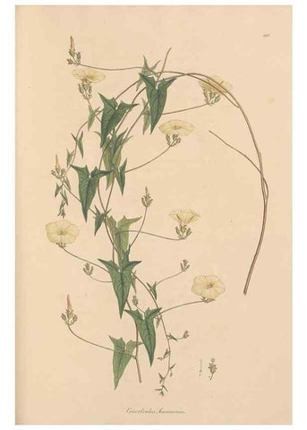 Reproducción/Reproduction 49556890146: Flora Graeca, sive, Plantarum rariorum historia, quas in provinciis aut insulis Graeciae /. Londini :Typis Richardi Taylor et socii, in Vico Shoe-Lane :MDCCCVI-MDCCCXL [1806-1840].. 