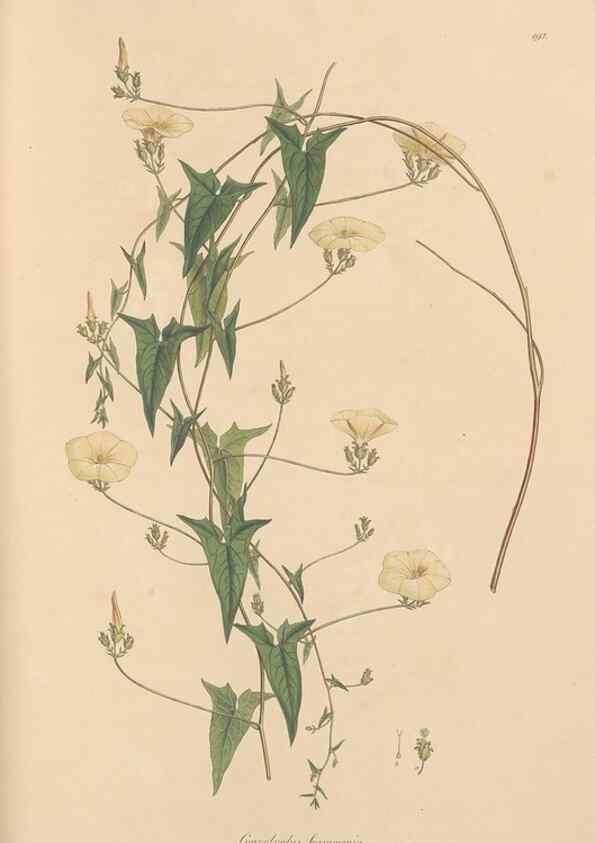 Reproducción/Reproduction 49556890146: Flora Graeca, sive, Plantarum rariorum historia, quas in provinciis aut insulis Graeciae /. Londini :Typis Richardi Taylor et socii, in Vico Shoe-Lane :MDCCCVI-MDCCCXL [1806-1840].. 