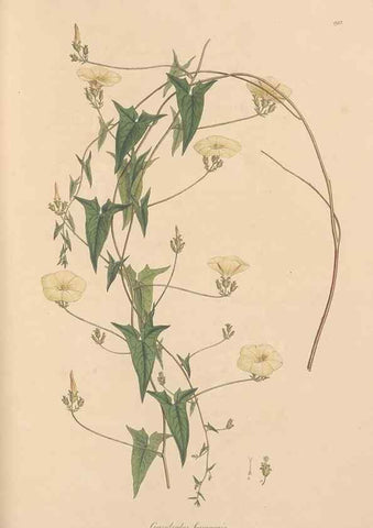 Reproducción/Reproduction 49556890146: Flora Graeca, sive, Plantarum rariorum historia, quas in provinciis aut insulis Graeciae /. Londini :Typis Richardi Taylor et socii, in Vico Shoe-Lane :MDCCCVI-MDCCCXL [1806-1840].. 