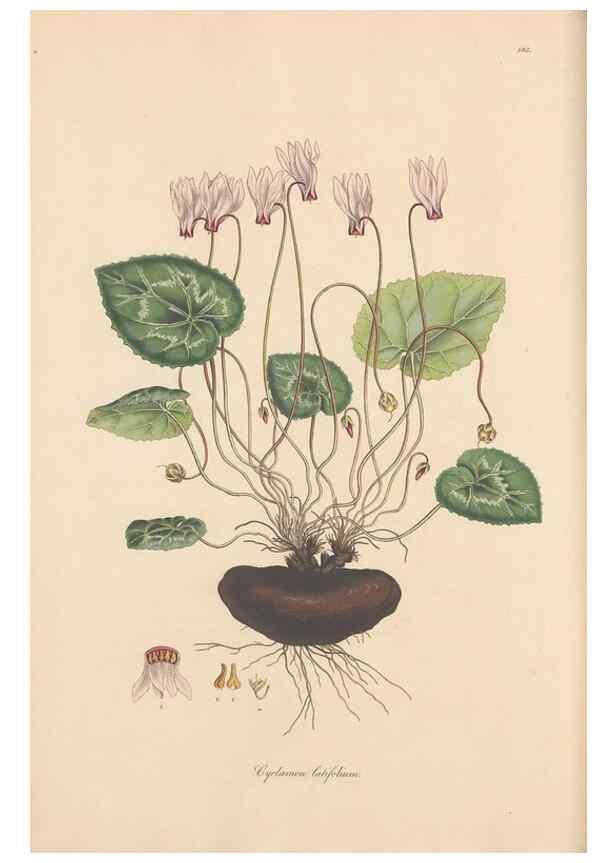 Reproducción/Reproduction 49556389398: Flora Graeca, sive, Plantarum rariorum historia, quas in provinciis aut insulis Graeciae /. Londini :Typis Richardi Taylor et socii, in Vico Shoe-Lane :MDCCCVI-MDCCCXL [1806-1840].. 