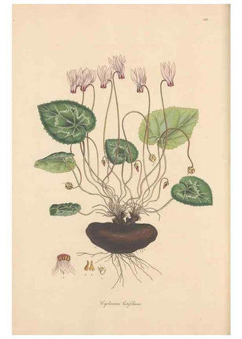 Reproducción/Reproduction 49556389398: Flora Graeca, sive, Plantarum rariorum historia, quas in provinciis aut insulis Graeciae /. Londini :Typis Richardi Taylor et socii, in Vico Shoe-Lane :MDCCCVI-MDCCCXL [1806-1840].. 