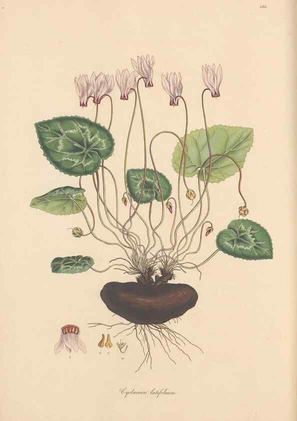 Reproducción/Reproduction 49556389398: Flora Graeca, sive, Plantarum rariorum historia, quas in provinciis aut insulis Graeciae /. Londini :Typis Richardi Taylor et socii, in Vico Shoe-Lane :MDCCCVI-MDCCCXL [1806-1840].. 