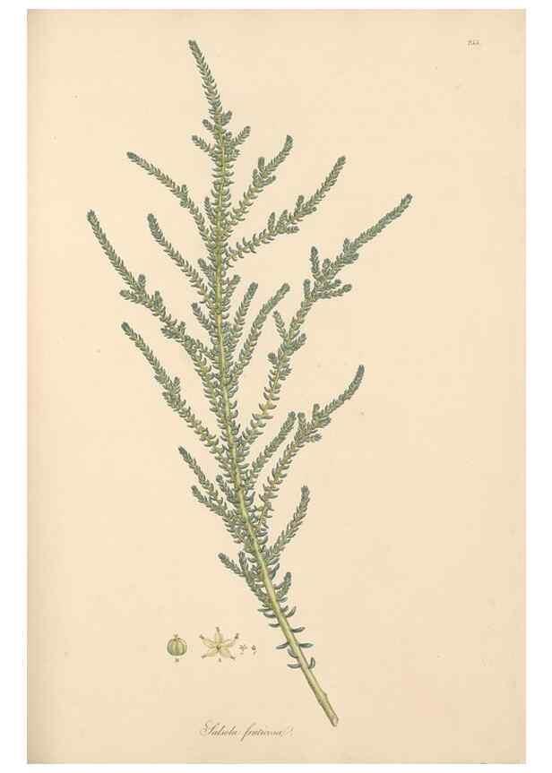 Reproducción/Reproduction 49557441202: Flora Graeca, sive, Plantarum rariorum historia, quas in provinciis aut insulis Graeciae /. Londini :Typis Richardi Taylor et socii, in Vico Shoe-Lane :MDCCCVI-MDCCCXL [1806-1840].. 