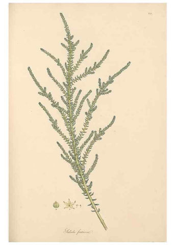 Reproducción/Reproduction 49557441202: Flora Graeca, sive, Plantarum rariorum historia, quas in provinciis aut insulis Graeciae /. Londini :Typis Richardi Taylor et socii, in Vico Shoe-Lane :MDCCCVI-MDCCCXL [1806-1840].. 