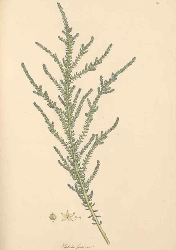 Reproducción/Reproduction 49557441202: Flora Graeca, sive, Plantarum rariorum historia, quas in provinciis aut insulis Graeciae /. Londini :Typis Richardi Taylor et socii, in Vico Shoe-Lane :MDCCCVI-MDCCCXL [1806-1840].. 