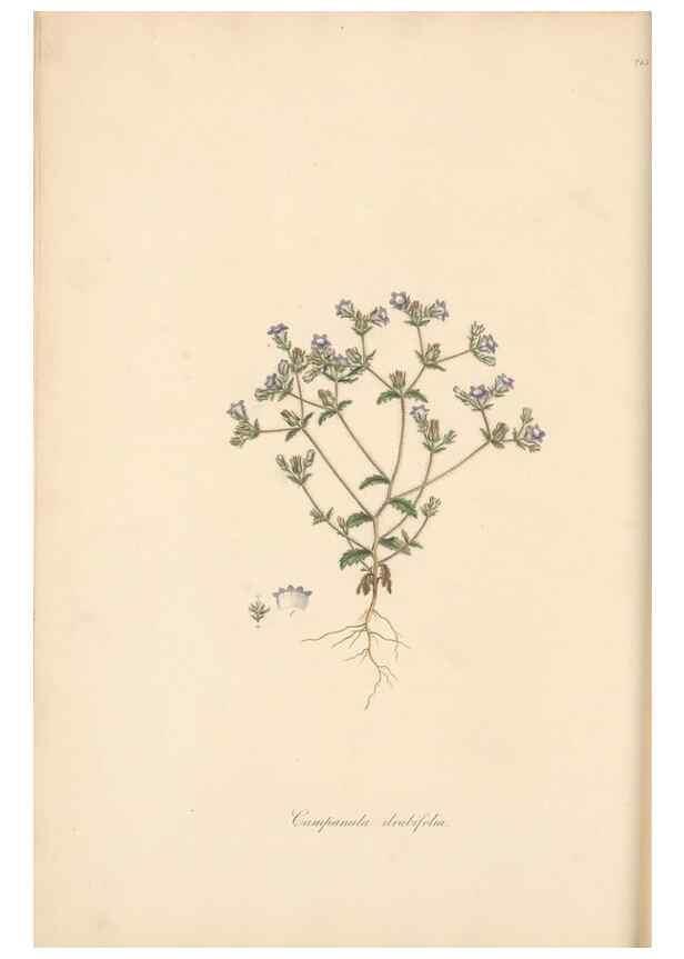 Reproducción/Reproduction 49557196196: Flora Graeca, sive, Plantarum rariorum historia, quas in provinciis aut insulis Graeciae /. Londini :Typis Richardi Taylor et socii, in Vico Shoe-Lane :MDCCCVI-MDCCCXL [1806-1840].. 