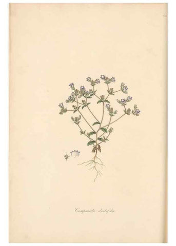 Reproducción/Reproduction 49557196196: Flora Graeca, sive, Plantarum rariorum historia, quas in provinciis aut insulis Graeciae /. Londini :Typis Richardi Taylor et socii, in Vico Shoe-Lane :MDCCCVI-MDCCCXL [1806-1840].. 