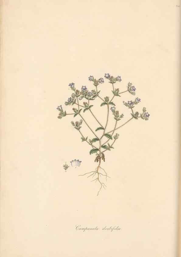 Reproducción/Reproduction 49557196196: Flora Graeca, sive, Plantarum rariorum historia, quas in provinciis aut insulis Graeciae /. Londini :Typis Richardi Taylor et socii, in Vico Shoe-Lane :MDCCCVI-MDCCCXL [1806-1840].. 