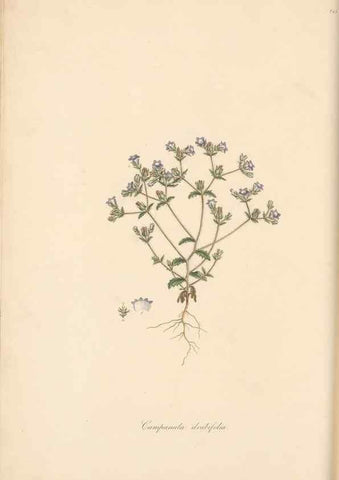 Reproducción/Reproduction 49557196196: Flora Graeca, sive, Plantarum rariorum historia, quas in provinciis aut insulis Graeciae /. Londini :Typis Richardi Taylor et socii, in Vico Shoe-Lane :MDCCCVI-MDCCCXL [1806-1840].. 