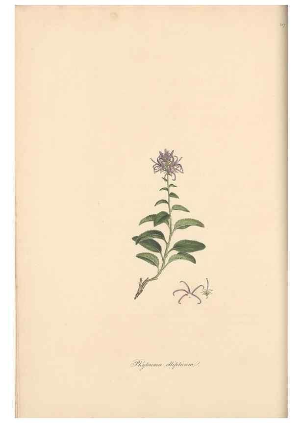 Reproducción/Reproduction 49557430247: Flora Graeca, sive, Plantarum rariorum historia, quas in provinciis aut insulis Graeciae /. Londini :Typis Richardi Taylor et socii, in Vico Shoe-Lane :MDCCCVI-MDCCCXL [1806-1840].. 