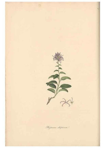 Reproducción/Reproduction 49557430247: Flora Graeca, sive, Plantarum rariorum historia, quas in provinciis aut insulis Graeciae /. Londini :Typis Richardi Taylor et socii, in Vico Shoe-Lane :MDCCCVI-MDCCCXL [1806-1840].. 