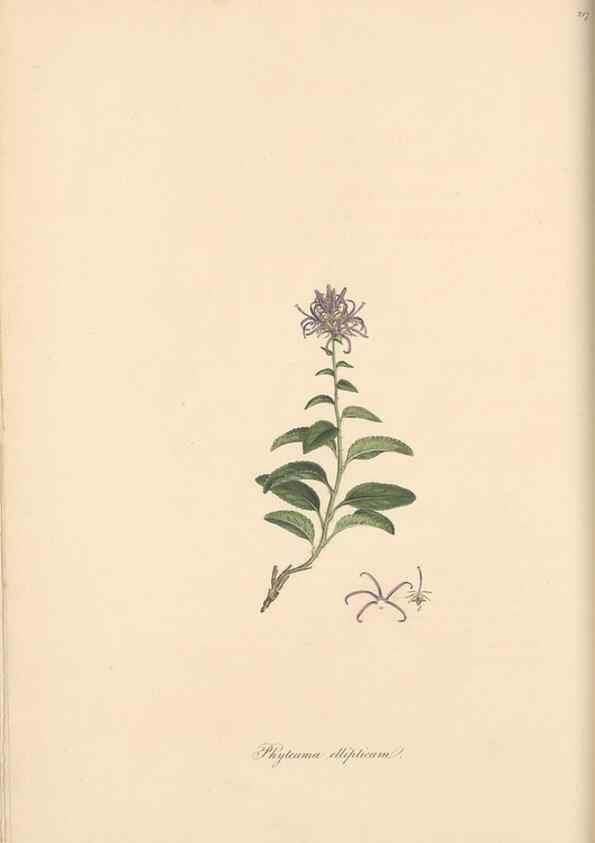 Reproducción/Reproduction 49557430247: Flora Graeca, sive, Plantarum rariorum historia, quas in provinciis aut insulis Graeciae /. Londini :Typis Richardi Taylor et socii, in Vico Shoe-Lane :MDCCCVI-MDCCCXL [1806-1840].. 