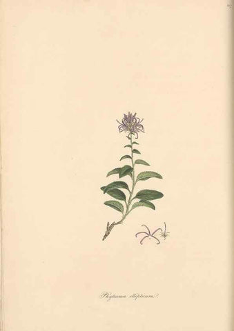 Reproducción/Reproduction 49557430247: Flora Graeca, sive, Plantarum rariorum historia, quas in provinciis aut insulis Graeciae /. Londini :Typis Richardi Taylor et socii, in Vico Shoe-Lane :MDCCCVI-MDCCCXL [1806-1840].. 