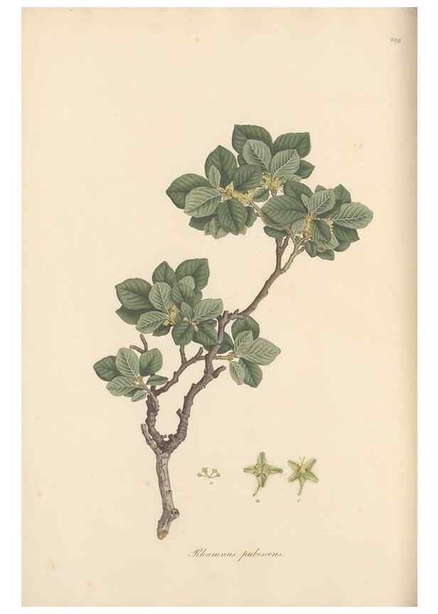 Reproducción/Reproduction 49557202516: Flora Graeca, sive, Plantarum rariorum historia, quas in provinciis aut insulis Graeciae /. Londini :Typis Richardi Taylor et socii, in Vico Shoe-Lane :MDCCCVI-MDCCCXL [1806-1840].. 