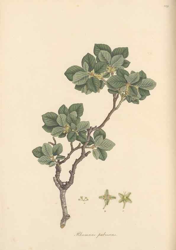 Reproducción/Reproduction 49557202516: Flora Graeca, sive, Plantarum rariorum historia, quas in provinciis aut insulis Graeciae /. Londini :Typis Richardi Taylor et socii, in Vico Shoe-Lane :MDCCCVI-MDCCCXL [1806-1840].. 