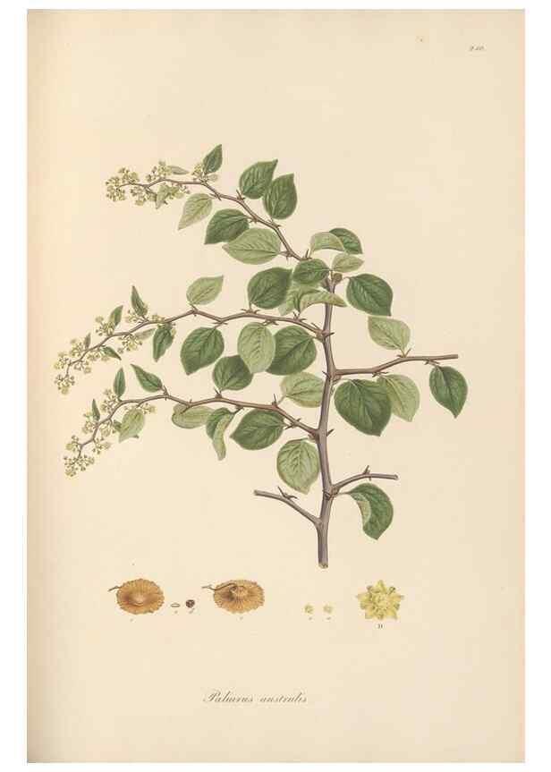 Reproducción/Reproduction 49557202851: Flora Graeca, sive, Plantarum rariorum historia, quas in provinciis aut insulis Graeciae /. Londini :Typis Richardi Taylor et socii, in Vico Shoe-Lane :MDCCCVI-MDCCCXL [1806-1840].. 