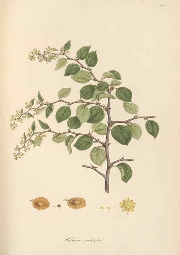 Reproducción/Reproduction 49557202851: Flora Graeca, sive, Plantarum rariorum historia, quas in provinciis aut insulis Graeciae /. Londini :Typis Richardi Taylor et socii, in Vico Shoe-Lane :MDCCCVI-MDCCCXL [1806-1840].. 