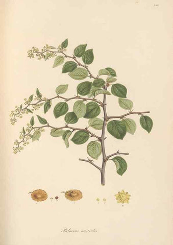 Reproducción/Reproduction 49557202851: Flora Graeca, sive, Plantarum rariorum historia, quas in provinciis aut insulis Graeciae /. Londini :Typis Richardi Taylor et socii, in Vico Shoe-Lane :MDCCCVI-MDCCCXL [1806-1840].. 