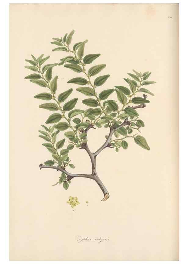 Reproducción/Reproduction 49556704158: Flora Graeca, sive, Plantarum rariorum historia, quas in provinciis aut insulis Graeciae /. Londini :Typis Richardi Taylor et socii, in Vico Shoe-Lane :MDCCCVI-MDCCCXL [1806-1840].. 