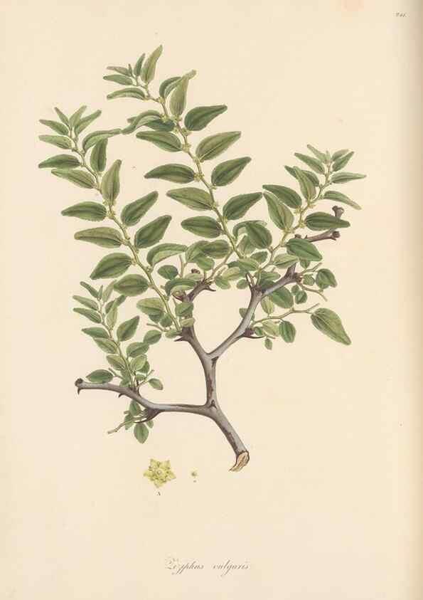 Reproducción/Reproduction 49556704158: Flora Graeca, sive, Plantarum rariorum historia, quas in provinciis aut insulis Graeciae /. Londini :Typis Richardi Taylor et socii, in Vico Shoe-Lane :MDCCCVI-MDCCCXL [1806-1840].. 